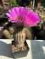 Preview: Echinocereus pamanesiorum